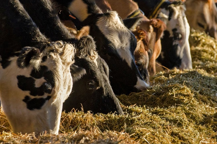 Image of cows grazing