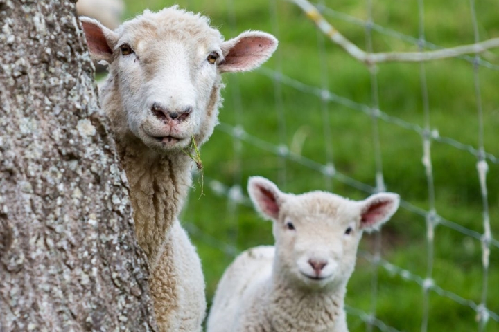 Image of two sheep on a farm