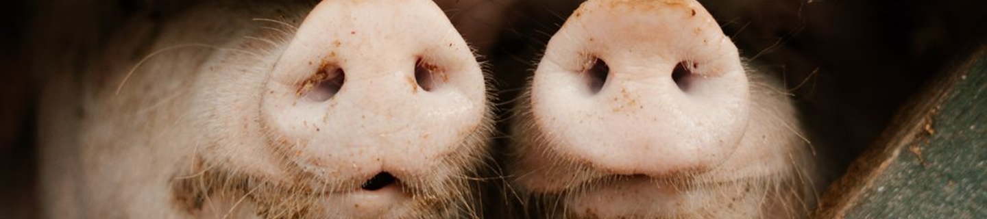 Image of pigs looking through a fence space